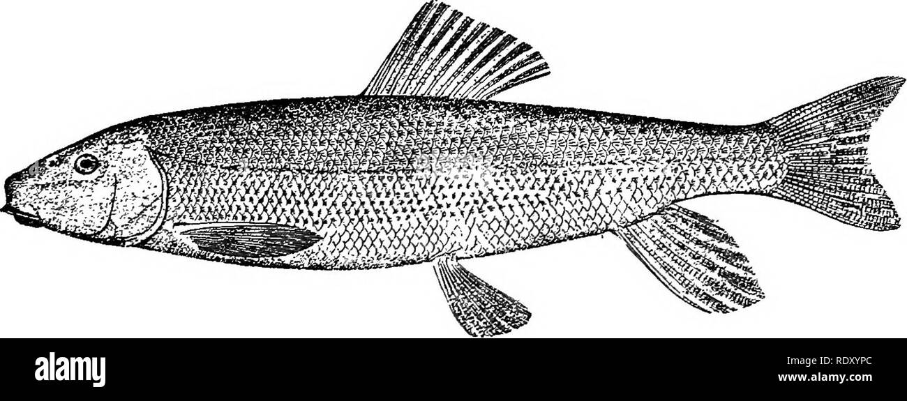 . Goldfish breeds and other aquarium fishes, their care and propagation; a guide to freshwater and marine aquaria, their fauna, flora and management. Aquariums; Goldfish. FIG. 46—Tessellated Darter, Boleosoma nigrum o/imstedi THE SUCKER The Common Sucker, Catostomus commersonnii. Fig. 47, will also thrive in the aquarium. Its habits are similar to the Carp, and the young. FIG. 47—Common Sucker, Catostomus commersonnii may be kept with goldfishes. Any of the goldfish foods may be fed, boiled oatmeal, flaked rice, or fine corn meal mush being the usual food, varied occasionally with small partic Stock Photo