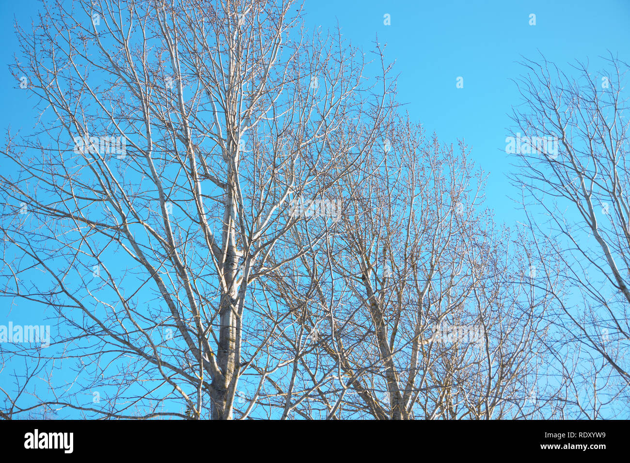 Branches of tree with snow on a blue sky background at winter Stock ...