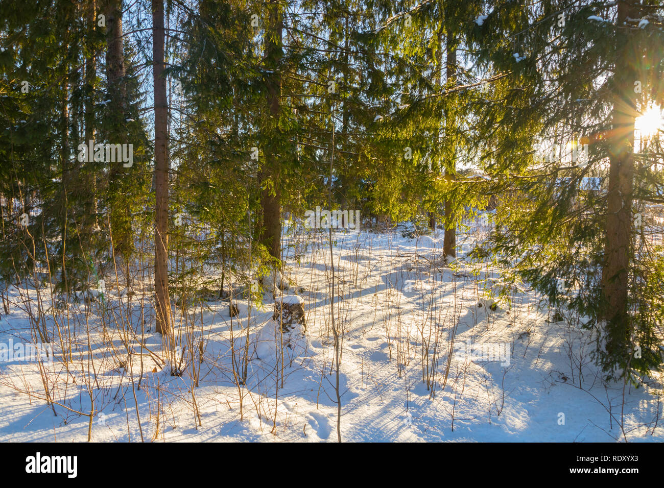 Winter forest landscape at sun rays in Finland Stock Photo - Alamy