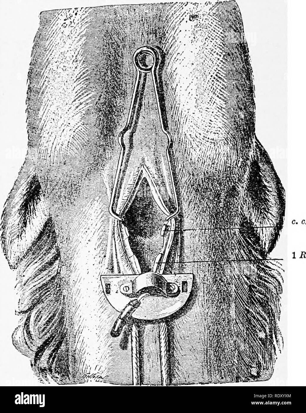 Manual of operative veterinary surgery. Veterinary surgery. 470 OPERATIONS  ON THE BESPIEATOEY APPABATUS. tation with his fingers in the superior part  of the trachea men it is sufficiently expanded, a Ugature