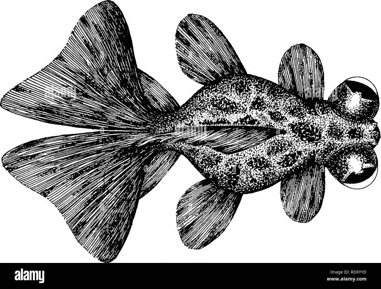 . Goldfish breeds and other aquarium fishes, their care and propagation; a guide to freshwater and marine aquaria, their fauna, flora and management. Aquariums; Goldfish. FIG. 19—Adult Chinese Mottled Telescope Goldfish Carassius auratus, var. chinensis veriegatus. Lateral view. Two-thirds life size dorsal fin is high and short; all the lower fins are paired, long and very broad ; the tail is double and the two separate tails are carried at an angle. FIG. 20—Adult Chinese Motfled Telescope Goldfish Dorsal view. Two-thirds life size 54. Please note that these images are extracted from scanned p Stock Photo