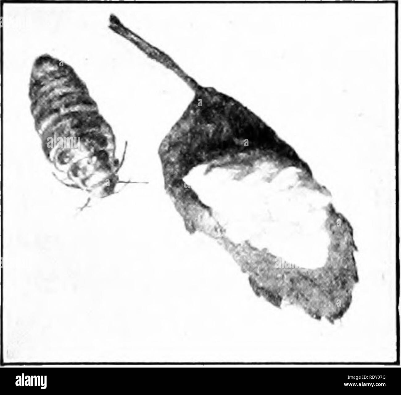 Exterminating insects Black and White Stock Photos & Images - Alamy