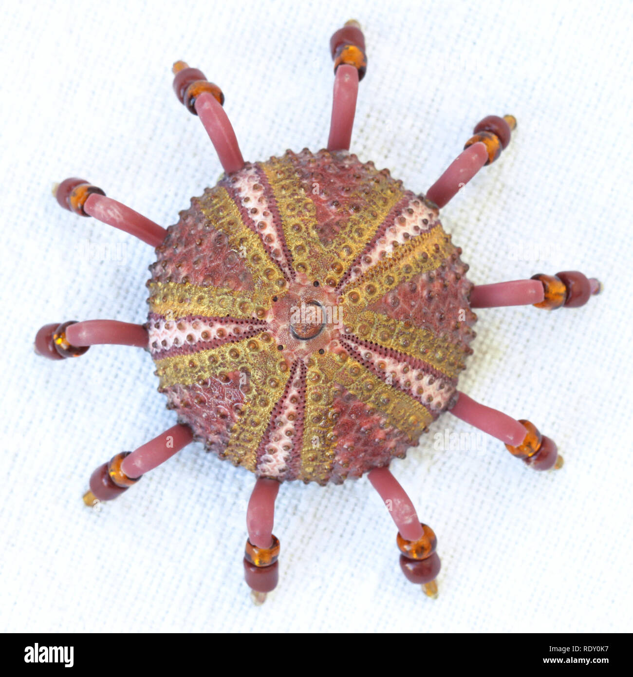 Handmade sea urchin fridge magnets made of natural materials and beads Stock Photo