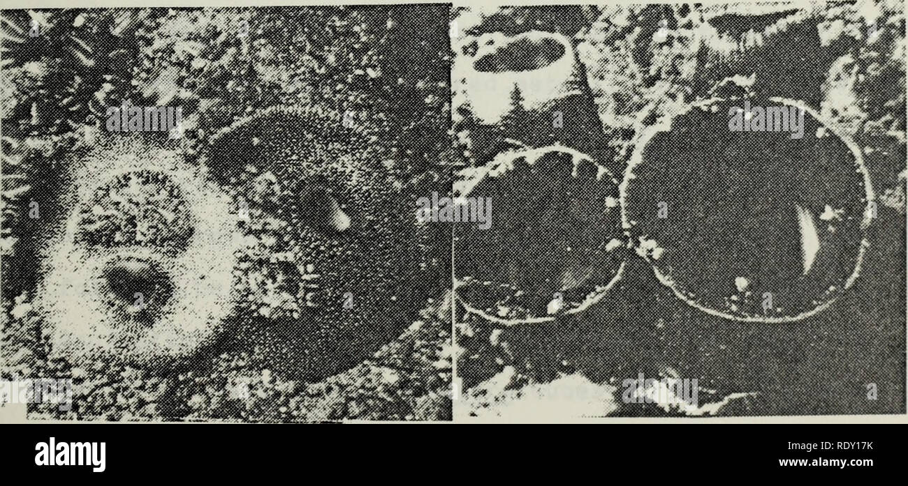 . The ecology of the benthic and endolithic communities of a rocky reef ...