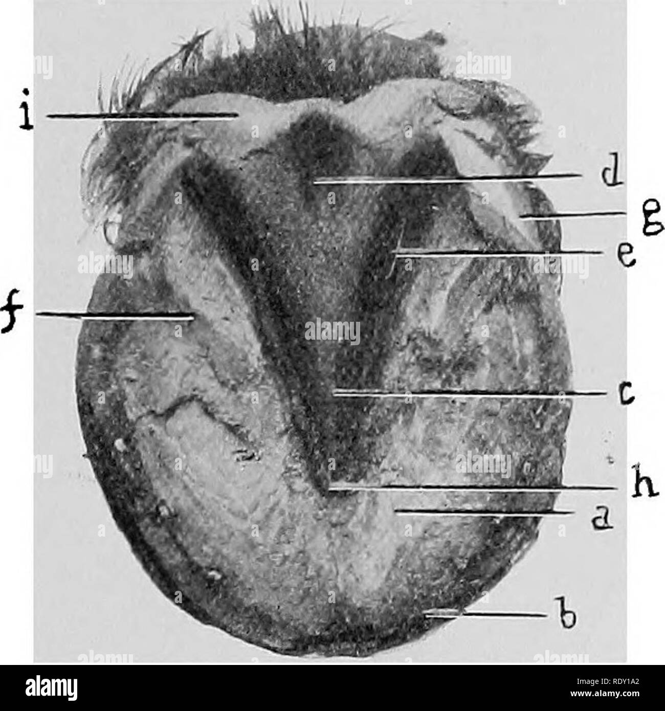 Small papillae Black and White Stock Photos & Images Alamy