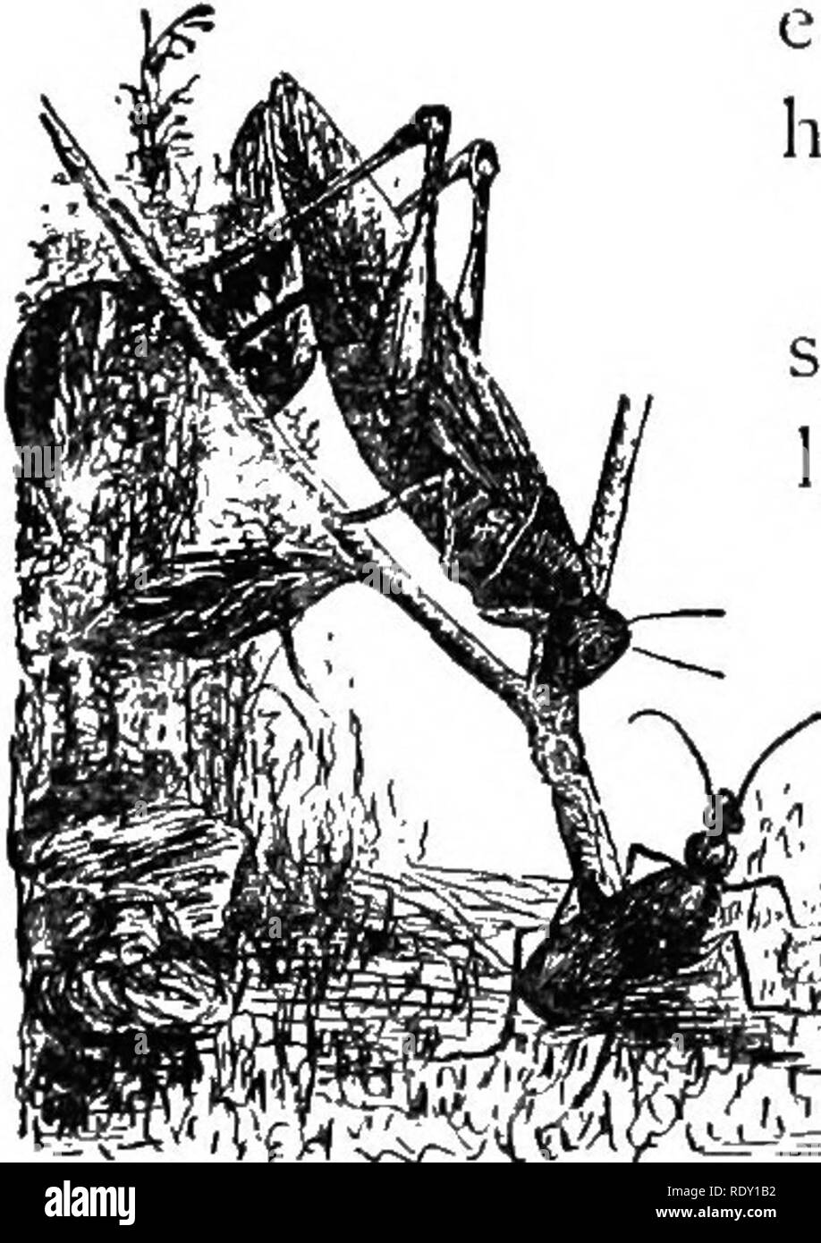 . Life and love. Biology; Reproduction. Reproduclion of Insects. 73 She ...