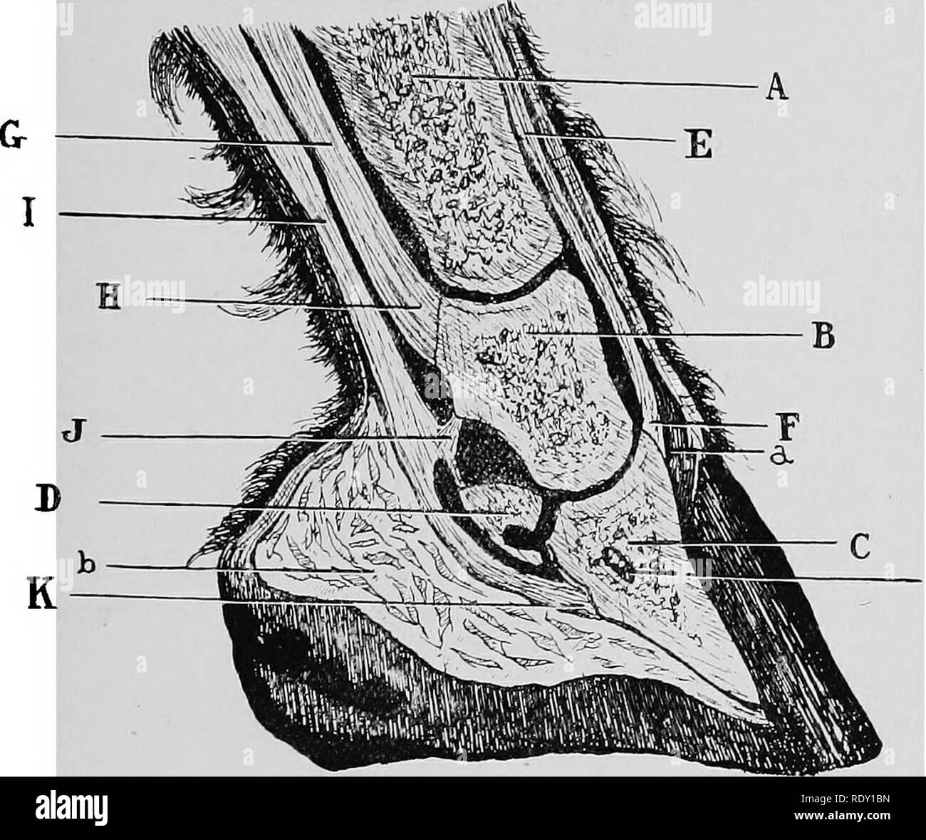 . Diseases of the horse's foot . Hoofs; Horses. EEGIONAL ANATOMY 21 Action.—This muscle flexes the second phalanx on the first, the first on the metacarpus, and the entire foot on the forearm. Mechanically, it acts as a stay when the animal IS standing by maintaining the metacarpo-phalangeal angle. The Flexor Pedis Peepoeans, oe the Deep Flexoe op THE Phalanges.—This muscle consists of three easily- divided portions : an ulnar, a humeral, and a radial, and has. Fig. 13.—Median Section of Foot. A, Os suffraginis ; B, os coronae ; C, os pedis : B, navicular bone; JE, tendon of the extensor pedis Stock Photo