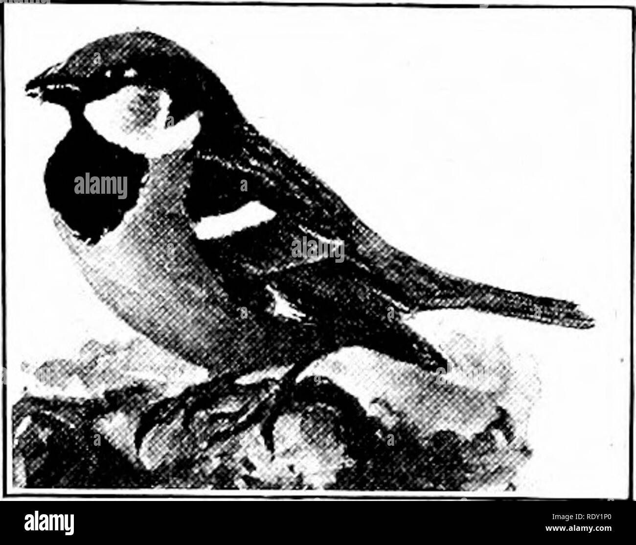 Crossed mandibles hires stock photography and images Alamy