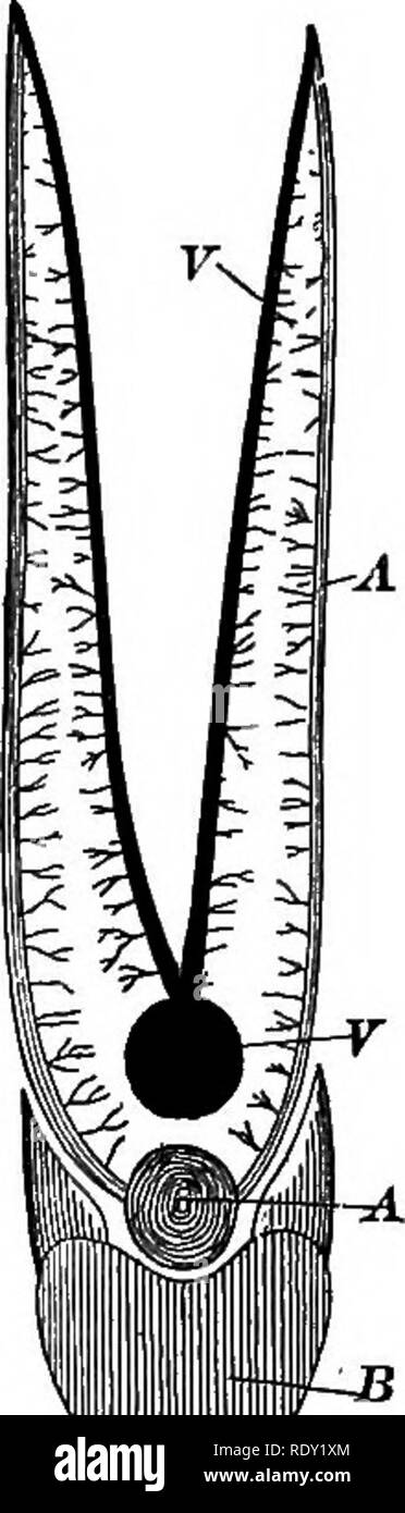 . A text-book of comparative physiology for students and practitioners of comparative (veterinary) medicine. Physiology, Comparative. Fig. !. Fig. 299. Fig. 298.—Vertical transverse section of fresh-water mussel (Anodon.) through heart (after Huxley). V, ventricle; a, auricles; r, rectum; jo, pericardium; i. mner, o, outer gill: o', vestibule of organ of Bojanus, B; /. foot; m, m, mantle lobes. Fig. 299.—Gill of flsh (perch), to illustrate relations of different blood-vessels, etc., concerned in respiration (after Bell). A, branchial artery; B, branchial arch seen in cross-section; F, branchia Stock Photo