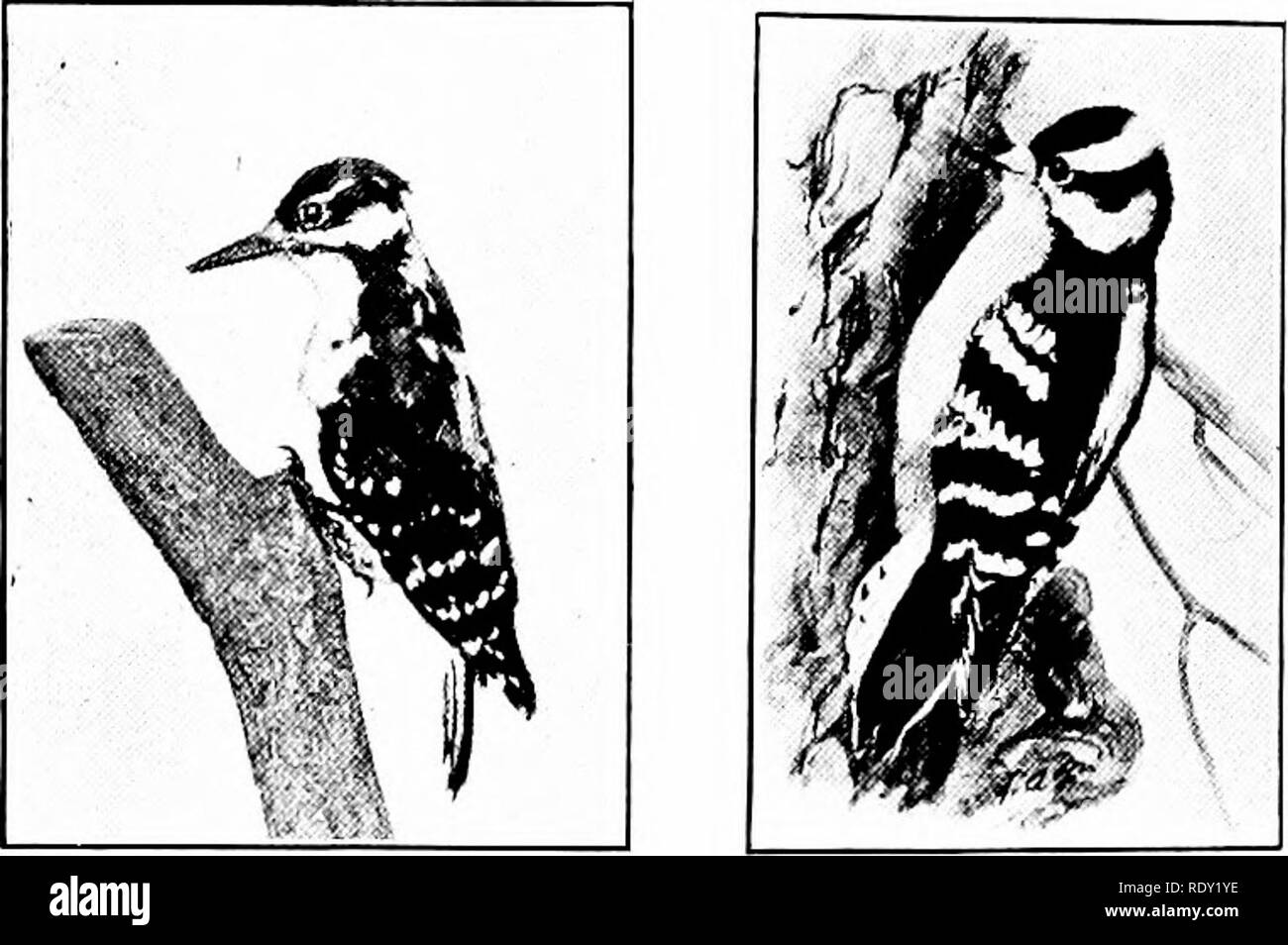 . Nature study and agriculture. Nature study; Agriculture. 302 POULTRY AND WILD BIRDS Woodpecker Family. â Birds with sharp, chisel-like bill with which they can drill holes in tree trunks and posts in search of grubs that lie concealed beneath the surface, or excavate large tunnels for nesting places. As they cling to the side of an object their stiff, pointed tail feathers serve as a prop to help support them. They usually have a red patch on head or throat or on both. 393 Hairy Woodpecker. Length 9 inches. A small black and white woodpecker that stays pretty closely within the woods. The gr Stock Photo