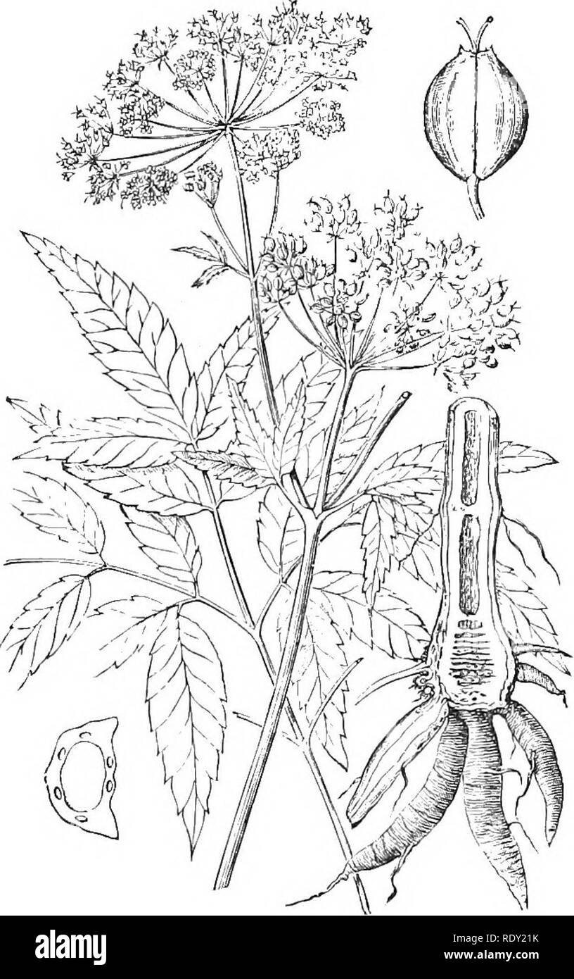 . Diseases of cattle, sheep, goats and swine. Veterinary medicine. 2+G POISONING. BUXAC'EJj (box FAJIILY). * Buxus sempervirens.—The leaves of the common box, cultivated for hedges, are poisonous to all kinds of stock. .ESCULACE (horse-chestnut FAJIILY). .fflsculus californica, Calilornia buckeye: M. glabra, Ohio buck- eye ; foetid buckeye: M. hippo- castanum, horse - chestnut: M. pavia, red buckeye.—The leaves and fruit of these species are generally regarded as poisonous to stock. The fruit may be easily converted into food by washing and boiling. It is l)elieved that a small quantity of the Stock Photo