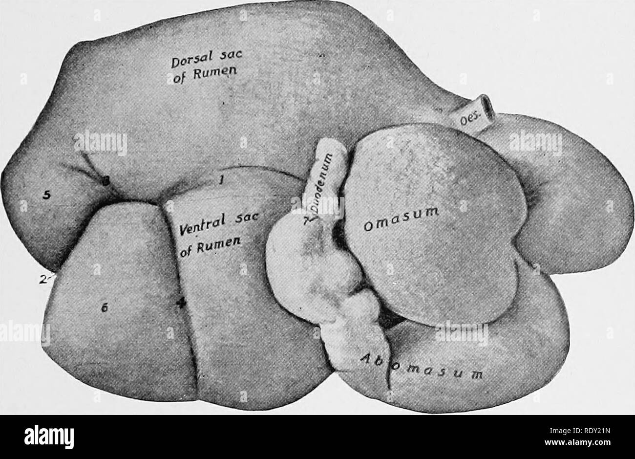Digestive system lateral view Black and White Stock Photos & Images Alamy