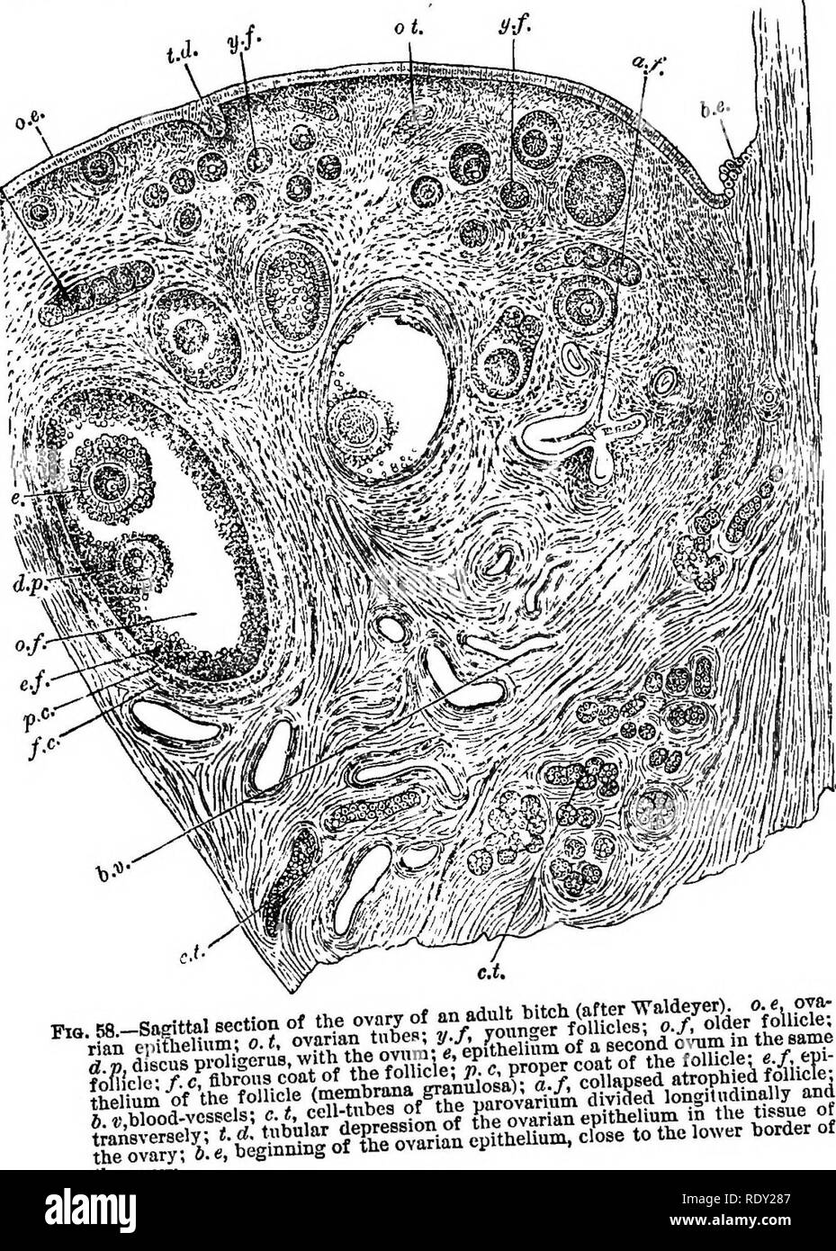 . A text-book of comparative physiology for students and practitioners of comparative (veterinary) medicine. Physiology, Comparative. EBPRODUCTION. 59 access of the tt:S:'=r;^^^Si°r=^ss^„. tne ovary. has foUowed in the animal kingdom, as well as instructive i illustrating the hehavior of nuclei generally.. Please note that these images are extracted from scanned page images that may have been digitally enhanced for readability - coloration and appearance of these illustrations may not perfectly resemble the original work.. Mills, Wesley, 1847-1915. New York, Appleton Stock Photo