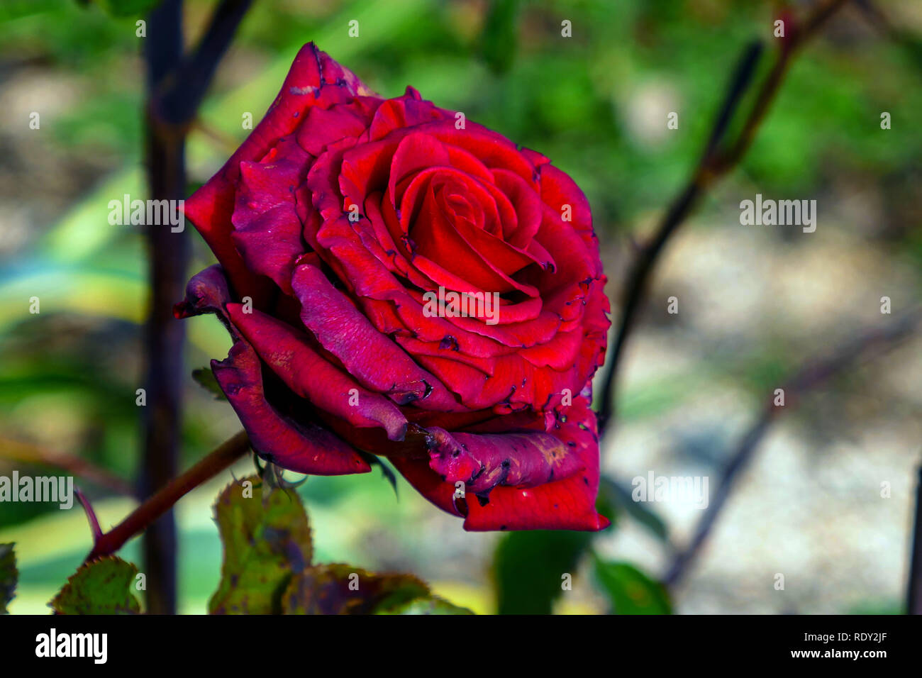 Single red rose past its best, looking tatty and old Stock Photo