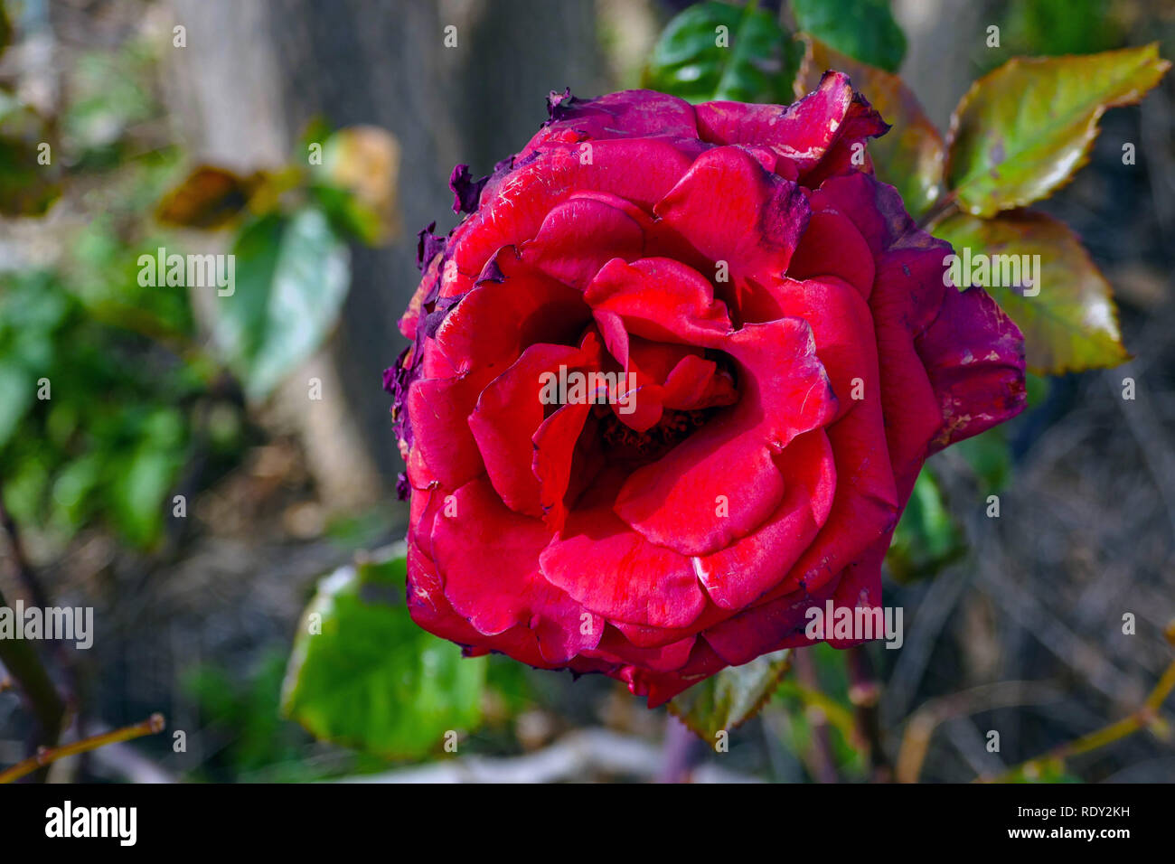 Single red rose past its best, looking tatty and old Stock Photo