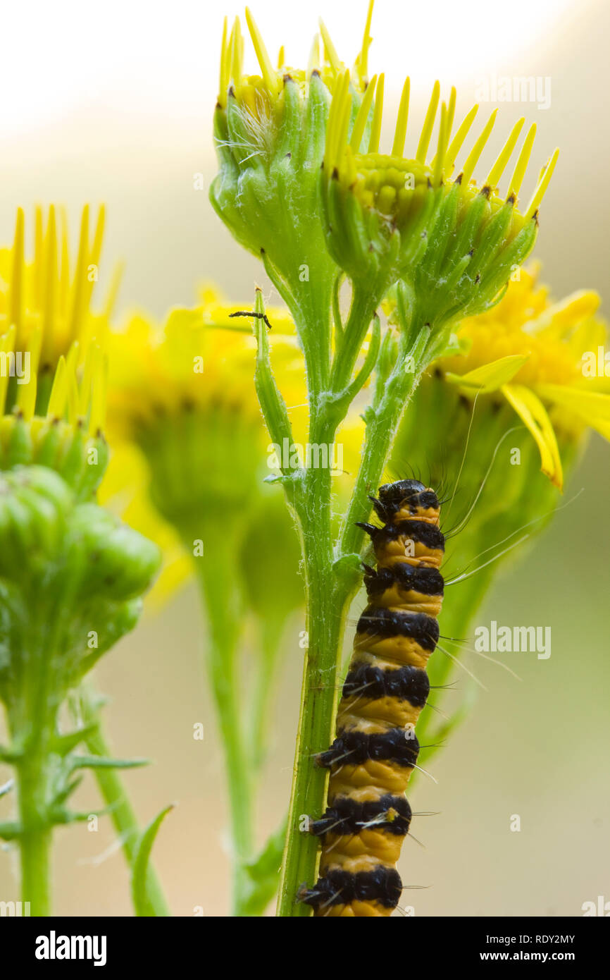 Cinnabar Moth Caterpillar - Derbyshire UK Stock Photo