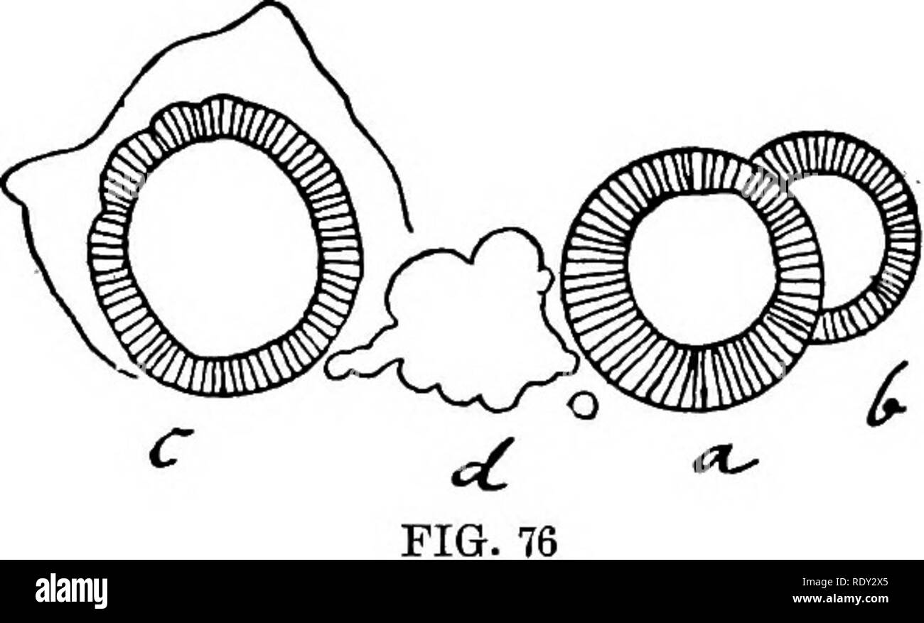 . Studies in general physiology. Physiology; Phototropism; Geotropism; Reproduction; Irritability; Regeneration (Biology). FIG. 75 FIG. 74. gastrula. They lived, however, as long as the normal plutei, and, so far as motility was concerned, were comparable to normal embryos. 4. I will now enter upon these observations in somewhat greater detail, and will use for this purpose a series of draw- ings, all of which were made with the camera lucida at about the same magnification. Fig. 73 gives the form of a normal fertilized egg with its membrane. Fig. 74 gives the form of an egg with the extraovat Stock Photo