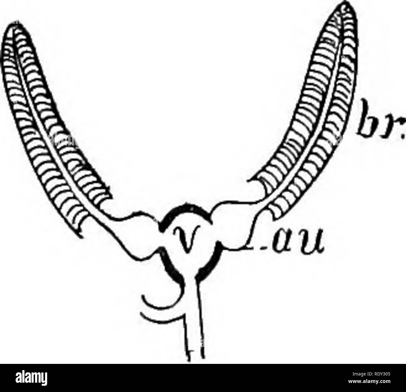 Outlines Of The Comparative Physiology And Morphology Of Animals Anatomy Comparative Physiology Comparative Blood System 403 Course Quite Different Like The Crustacean Also The Heart Is A Systemic Heart I E Aerated