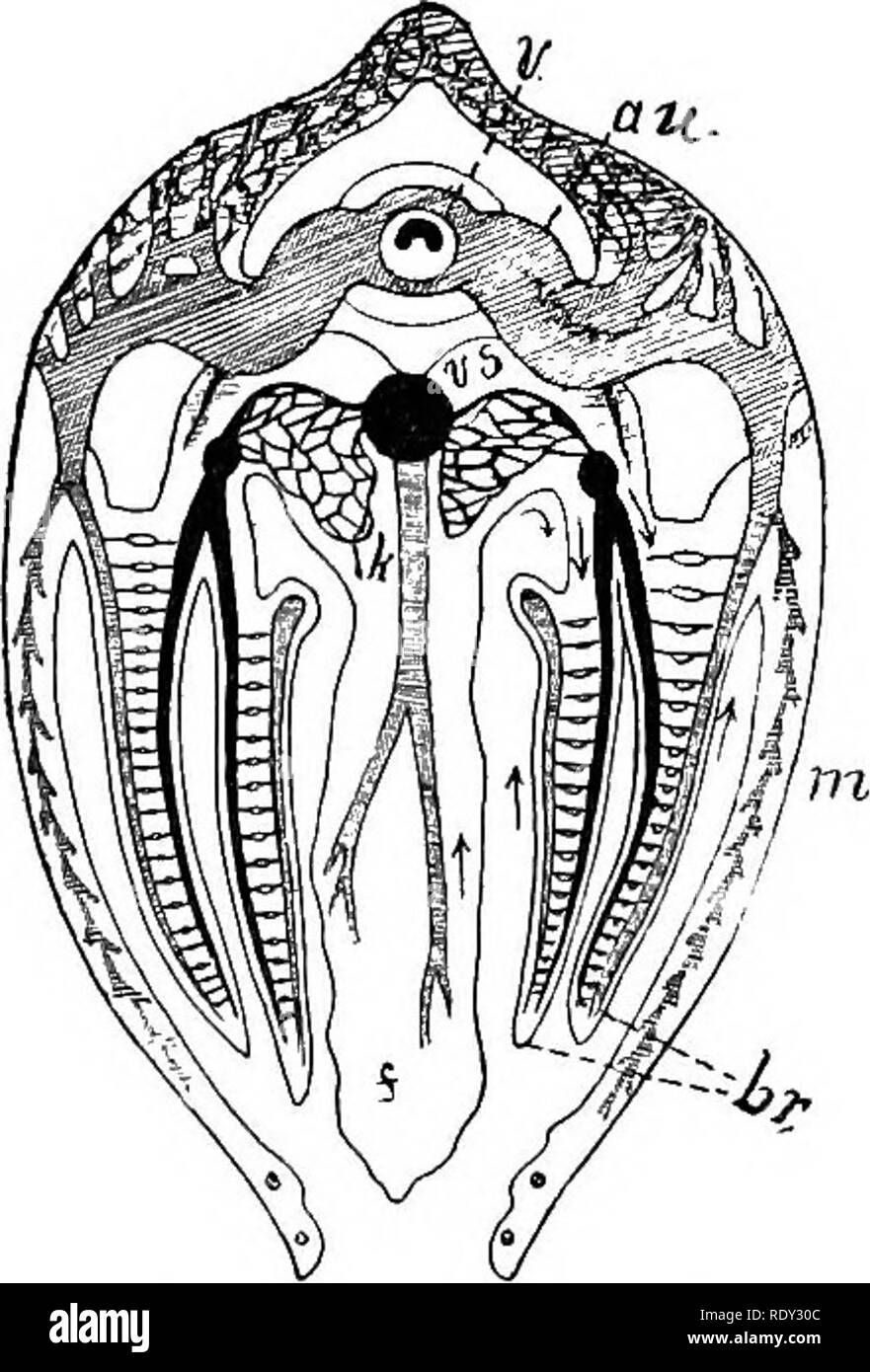 . Outlines of the comparative physiology and morphology of animals. Anatomy, Comparative; Physiology, Comparative. 402 PHYSIOLOGY AND MORPHOLOGY OF ANIMALS. to carry away excretions. In siphonated bivalves, as already seen, the currents pass down one siphon and out the other. Circulation: Heart.—In the longitudinal section (Fig. 280) H is the heart, through which runs the intestine, i, on its way to the vent. The heart consists of one ven- tricle, and usually of two auricles. The relation of the heart to the gills is seen in Fig. 282. The blood from the ventricle is thrown. Please note that th Stock Photo
