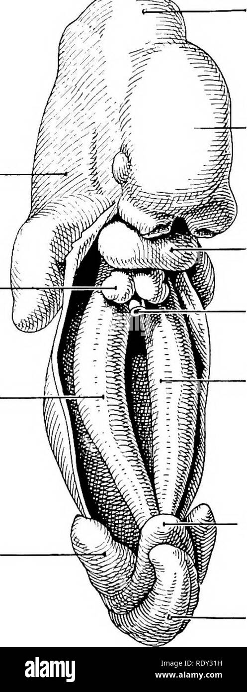 A laboratory manual and text-book of embryology. Embryology. 2l6