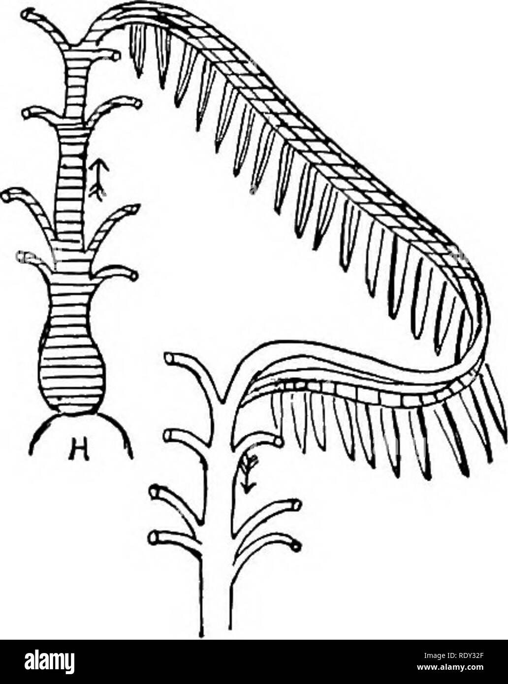 Outlines of the comparative physiology and morphology of animals. Anatomy,  Comparative; Physiology, Comparative. Fig.  -A, heart and gill arches  of a fish; B, one arch with fringe (after Owen) ;