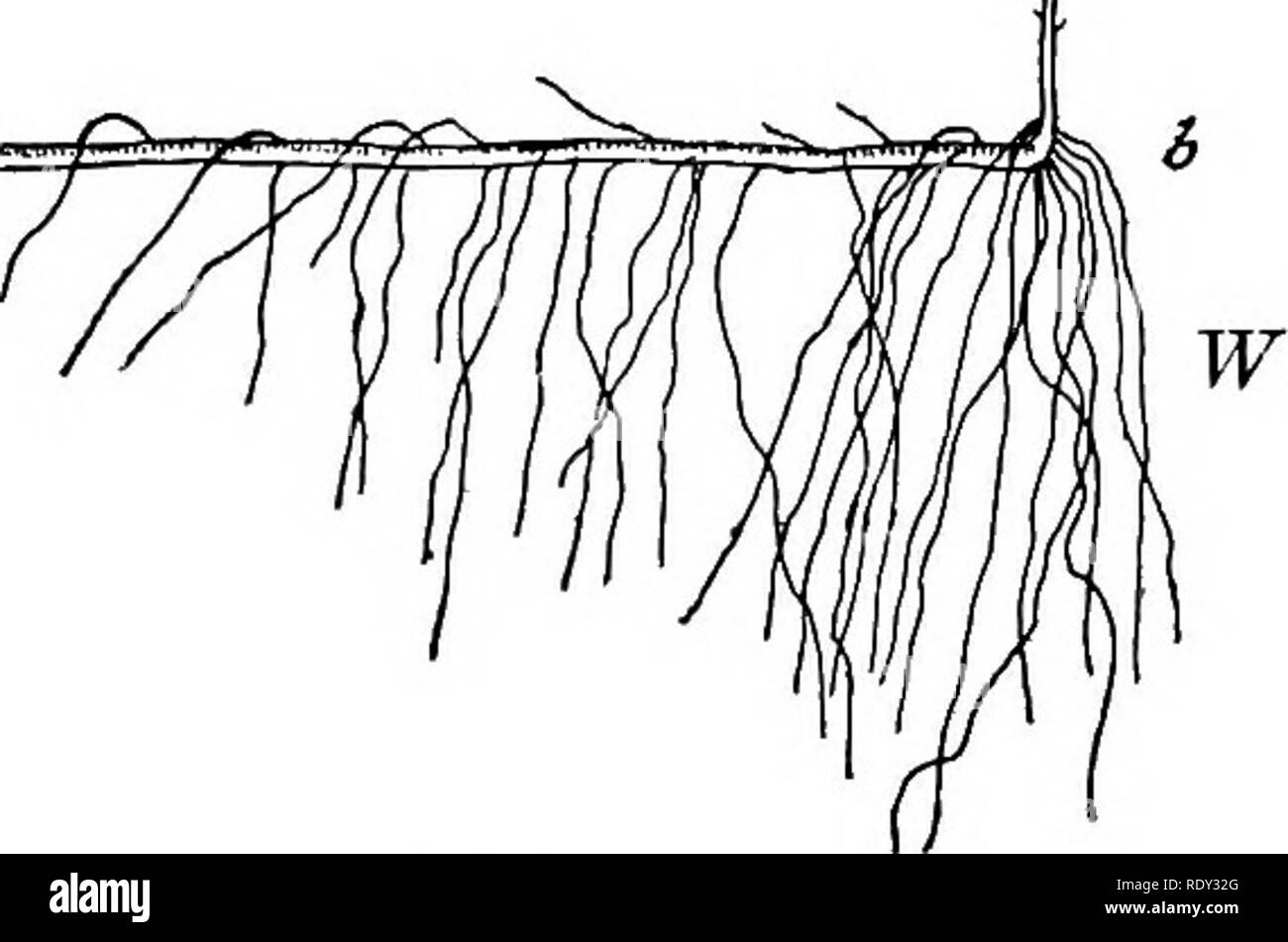 . Studies in general physiology. Physiology; Phototropism; Geotropism; Reproduction; Irritability; Regeneration (Biology). FIG. 10 are brought in contact with a solid body, they attach them- selves to it and grow over its surface. The stems and branches do not possess this form of irritability. 3. With these pre- liminary remarks, I shall show how regen- eration and heteromor- phosis depend upon the orientation of the 7 .  m  s b  W FIG. 42 W FIG. 41 FIG- 42 FIG. 43 stem with reference to the horizon, ab (Fig. 42) represents a piece cut from the stem of an Antennularian; a is the I The sp Stock Photo