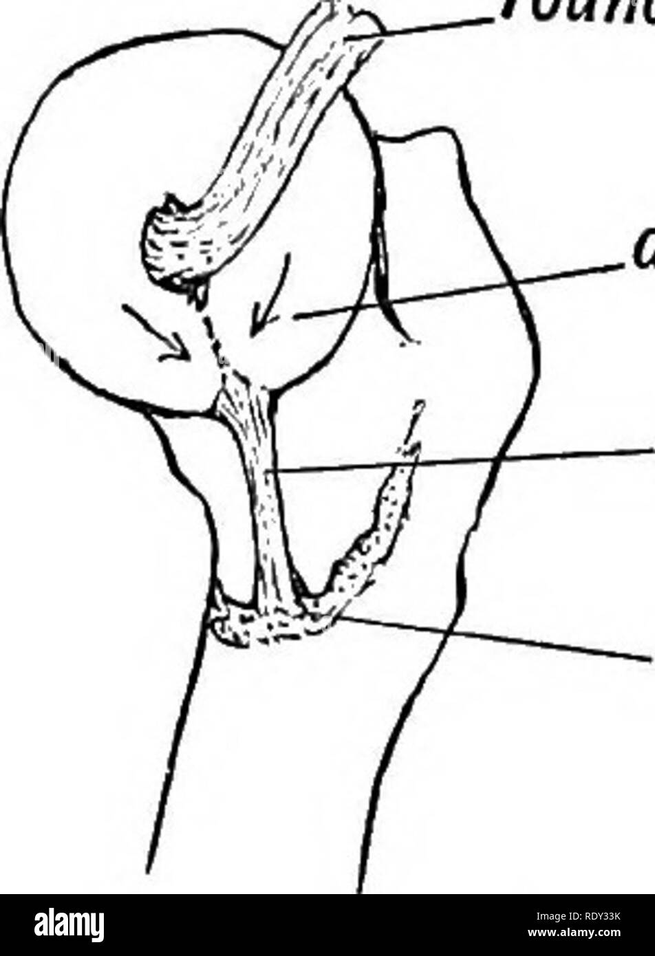 . Human embryology and morphology. Embryology, Human; Morphology. 3U ...