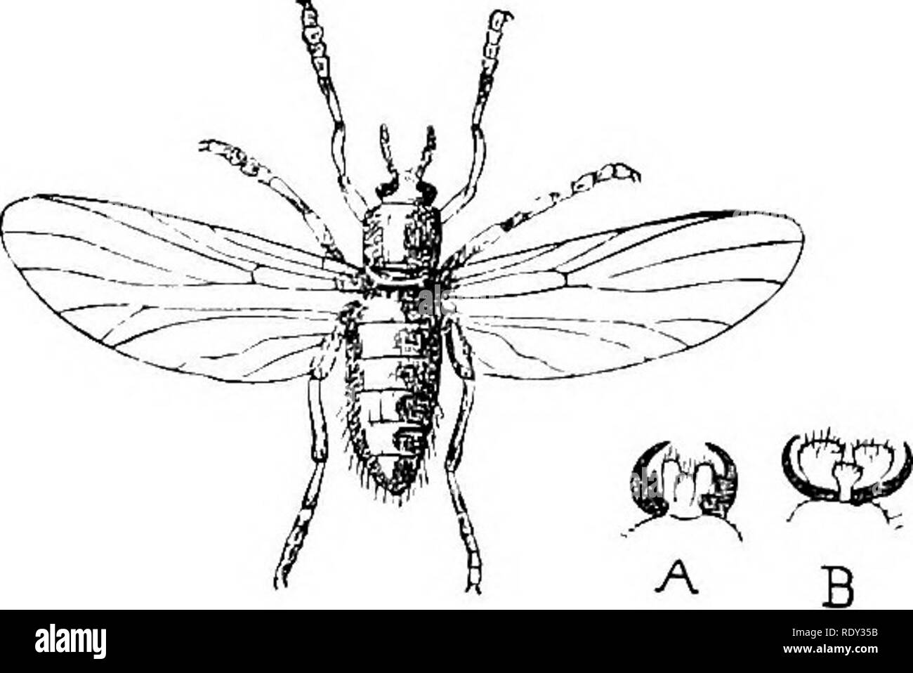 . A text-book of agricultural zoology. Zoology, Agricultural; Zoology, Economic. 204 DIPTEEA OE TRUE FLIES, sometimes occurs in hop-cones in swarms. The larvae of the Bibionidse (fig. 97, b) are cylindrical or fusciform maggots which live in earth, decay- ing stems of plants, and amongst roots of plants. They are mostly, if not aU, saprophytic. Closely related to these are the Siinulidce or Sand- flies (fig. 98), which swarm in damp places. The females attack man and animals, drawing out the blood. They are one of the forms of mosquitoes.'^ The larvEe live on the stems of water-plants.. Fig. 9 Stock Photo