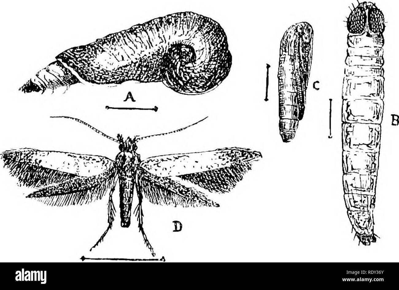 . A text-book of agricultural zoology. Zoology, Agricultural; Zoology, Economic. LEPIDOPTEKA (MOTHS). 193 and lays her ova upon the leaf of the cherry-trees. The young larvae soon commence to form a case, which in this species is pistol - shaped, dark - brown with a white border around the opening (fig. 88, a). In form it is something like a snail-shelL The larvse live inside these cases on the leaves, and eat away the tissue in the same way as the pear slug-worm. They grow. Flo. 88.âCherry-tree Casf.-bearev. (Coleophora anatapcneUa). A, Larva in case; ri, larva fiec ; c, pupa ; d, adult. slow Stock Photo