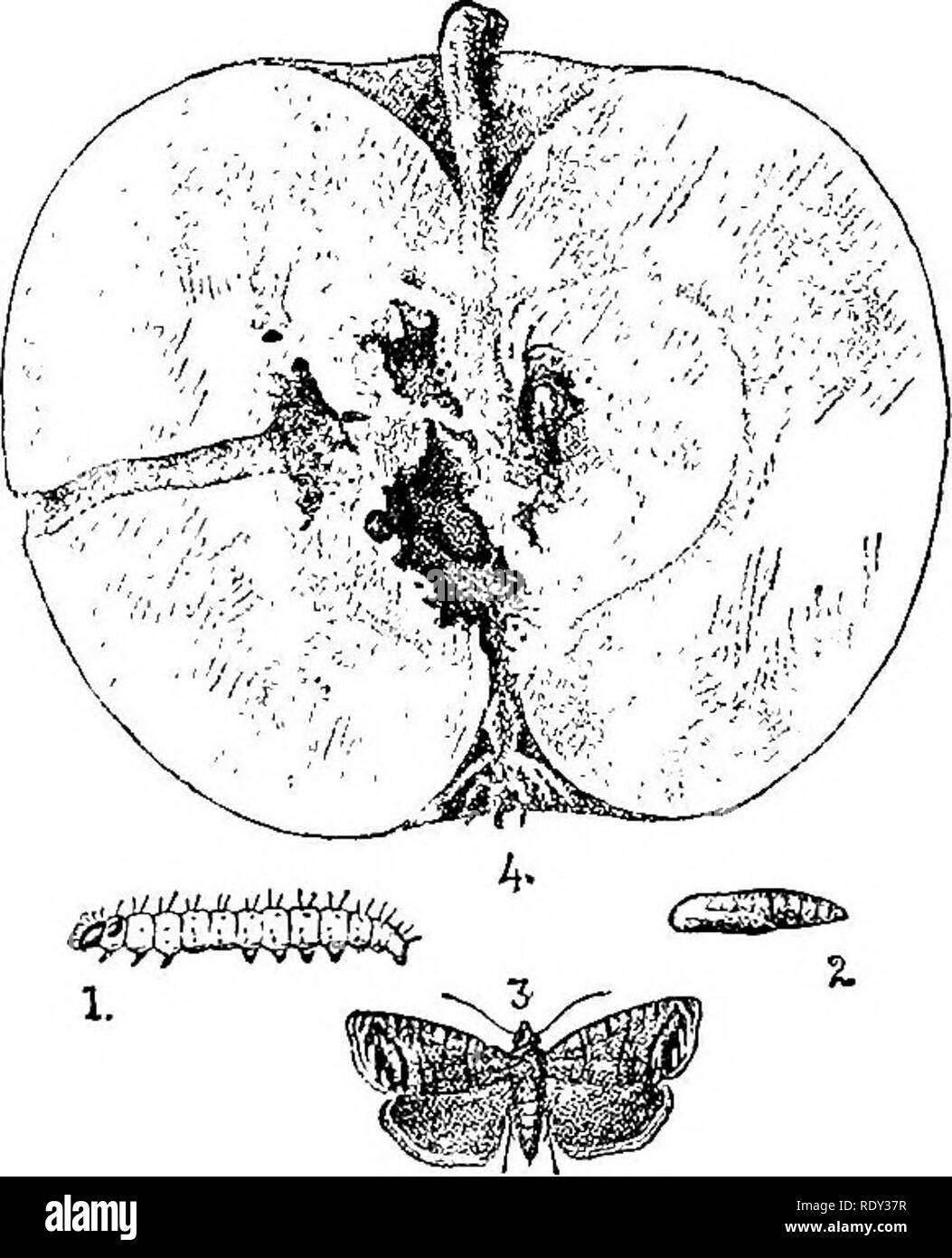 . A text-book of agricultural zoology. Zoology, Agricultural; Zoology, Economic. LEPIDOPTEEA (MOTHS). 189 then to the outside, where they form a large hole through which the &quot; frass &quot; is passed out. The maggot, when reaching maturity, is said to return to the core and devour that part. When mature, the larva is a little more than half an inch long, pale pinkish white with scattered hairs over it, and the usual number of legs. On reaching the fuU-grown stage the maggot leaves tlie apple: if the fruit remains still on the tree it lowers itself down by a thread of silk to the ground, bu Stock Photo