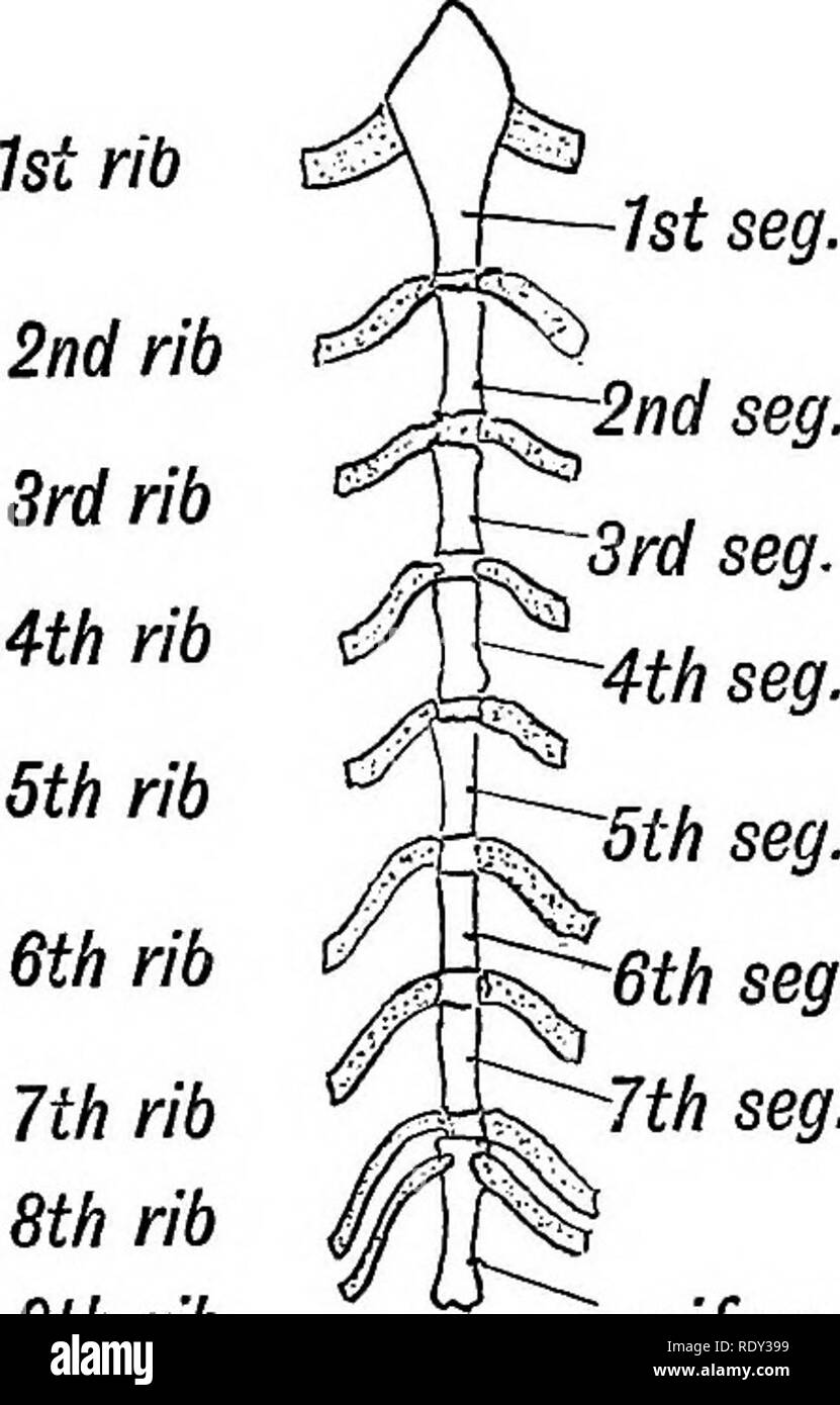 . Human embryology and morphology. Embryology, Human; Morphology. THE BODY WALL, RIBS AND
