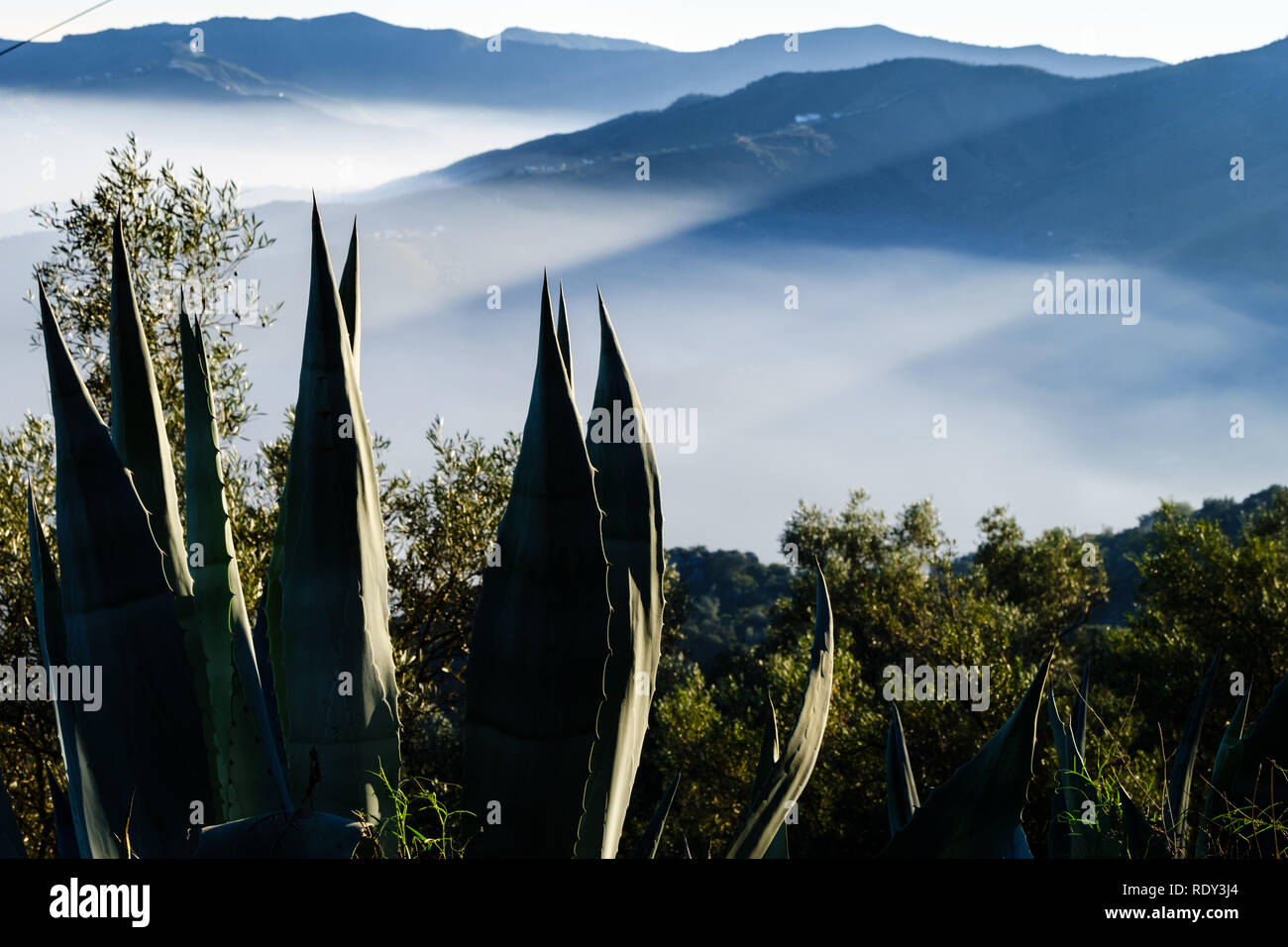 Aloe Vera plant near the mountain top pueblo of Comares, Axarquia, Malaga, Andalucia. 7th December 2018 Stock Photo