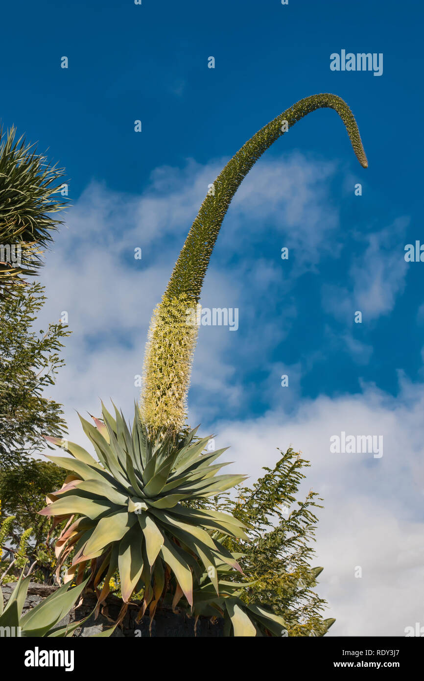 Agave with large inflorescence on the Canary Islands Stock Photo