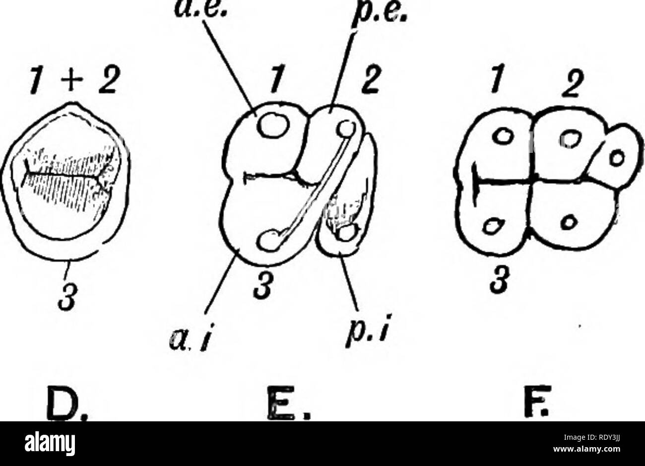 . Human embryology and morphology. Embryology, Human; Morphology. 68 HUMAN EMBRYOLOGY AND MORPHOLOGY. cusp, as may be seen in many of the lower primates, is really double. In the upper molar teeth, to the three primary cusps which form a cup, a fourth has been added (see Fig. 50^). The two outer or buccal cusps are distinguished as the A.E. cusp (antero- external), the P.E. cusp (postero-external); the two inner as the a.e. 7 2 1+2 B.. Fig. 50.—A. The tritubercular Type of Tooth. The corresponding cusps are shown in the crowns of an Incisor (.B), Canine (C), Bicuspid (Z&gt;), Upper Molar (£),  Stock Photo