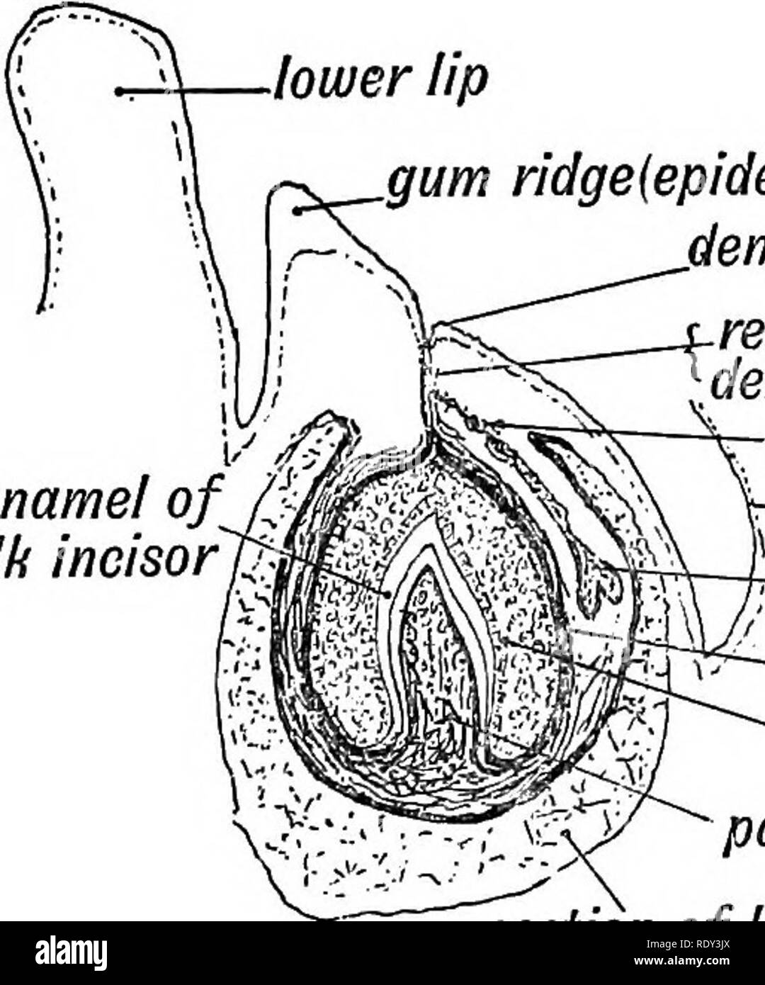 Human embryology and morphology. Embryology, Human; Morphology. DEVELOPMENT  AND MORPHOLOGY OF THE TEETH. 65 formed before birth; and that of the first  permanent molar is already partly deposited.. -lower lip gum