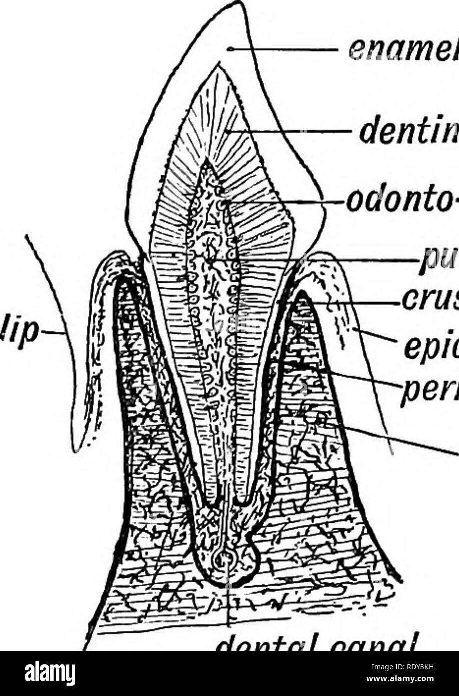 . Human embryology and morphology. Embryology, Human; Morphology