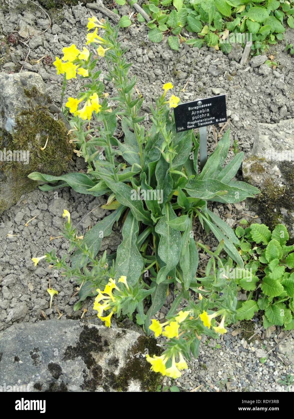 Arnebia pulchra - Botanischer Garten Freiburg - Stock Photo