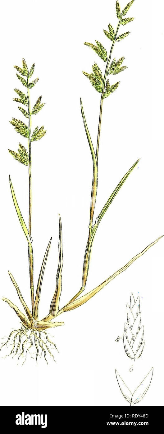 . The grasses of Great Britain. Grasses. Sc â /t^rcc////v-f / â ///////?.. Please note that these images are extracted from scanned page images that may have been digitally enhanced for readability - coloration and appearance of these illustrations may not perfectly resemble the original work.. Sowerby, John Edward, 1825-1870; Johnson, Charles, 1791-1880. London, R. Hardwicke Stock Photo