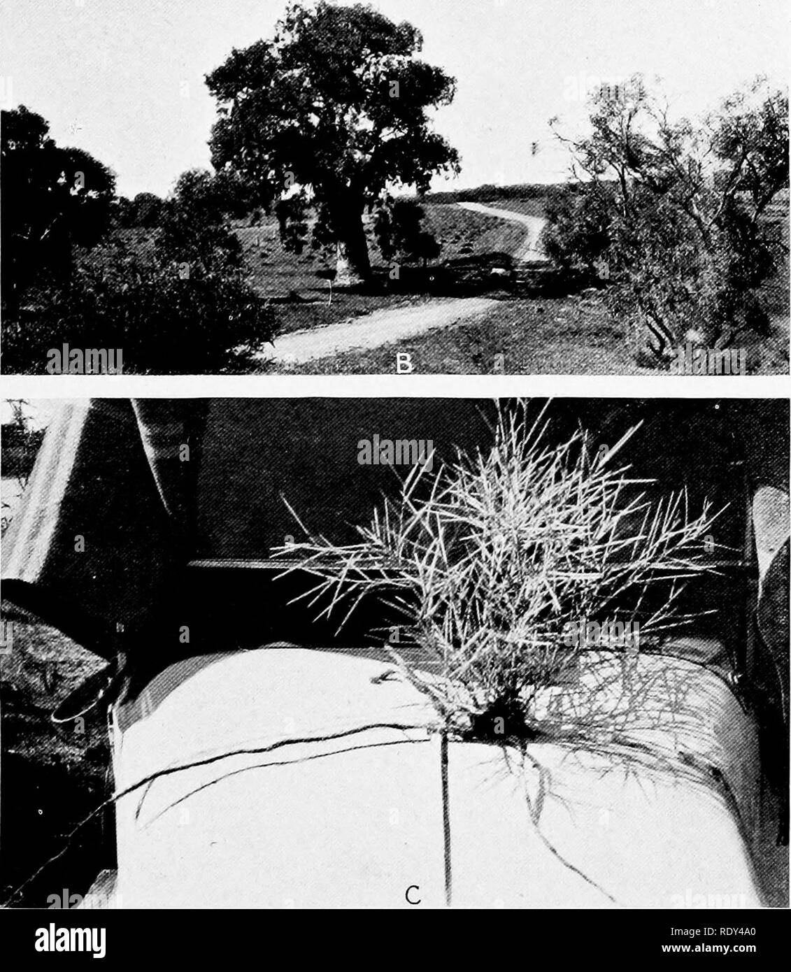 . Plant habits and habitats in the arid portions of South Australia. Plant ecology; Botany; Desert plants. B. C. Community of Acacia pycnaniha, the golden wattle, by a streamway on the Mount Brown road, Quorn. Large specimen of Eucalyptus leucoxylon var. pauperita by a wash on the Mount Arden road, Quorn. A comparison with the automobile will give an idea of its size. Vegetative reproduction in Hakea leucoptera. A young shoot, removed from the soil, is shown taking its origin from a horizontal root. Quorn,. Please note that these images are extracted from scanned page images that may have been Stock Photo