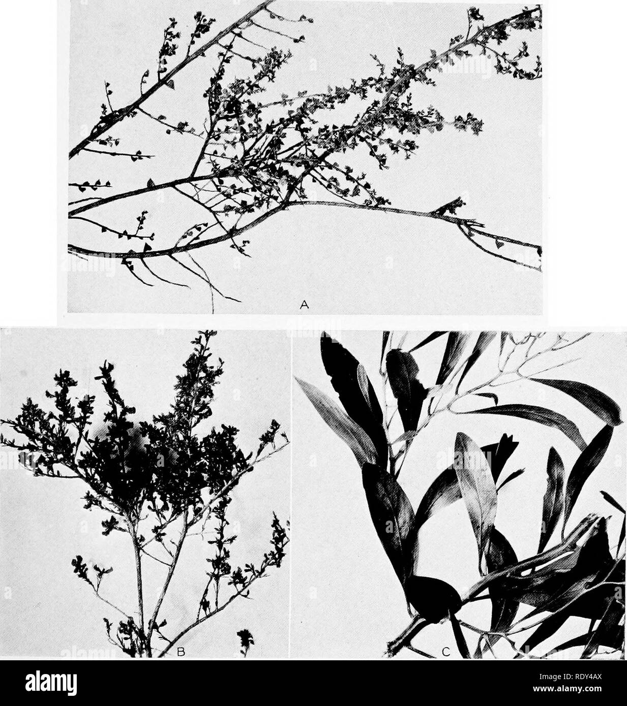 . Plant habits and habitats in the arid portions of South Australia. Plant ecology; Botany; Desert plants. CANNON PLATE 27. A. Branches of Acacia sublanata, showing small and rigid phyllodia. Quorn. B. Eutaxia empetrifolia, showing the small flowers and linear short leaves. Quorn. C. Branches of Acadia pycnantha, the &quot;golden wattle,&quot; showing the character of the large phyllodia. Quorn.. Please note that these images are extracted from scanned page images that may have been digitally enhanced for readability - coloration and appearance of these illustrations may not perfectly resemble Stock Photo