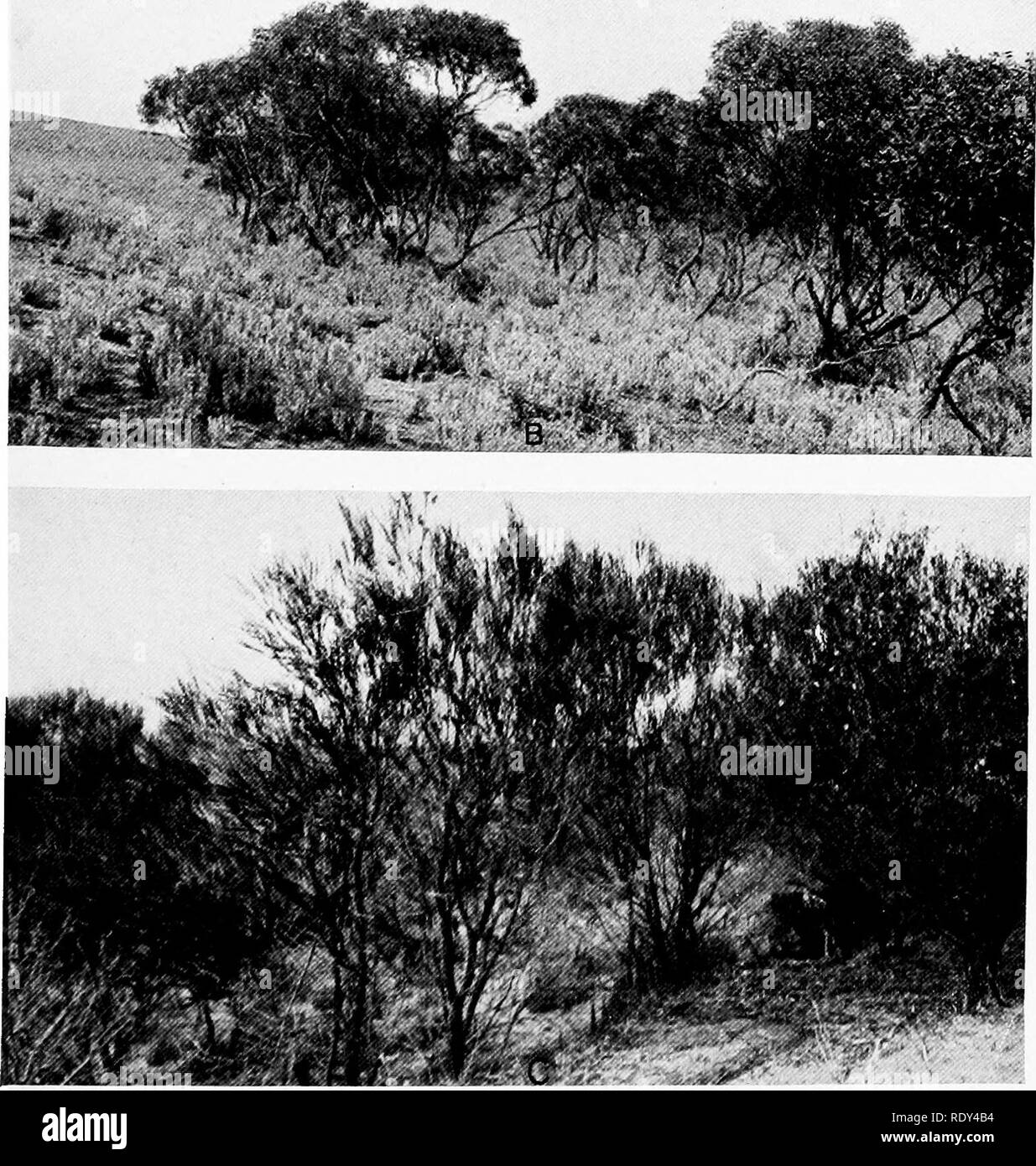 . Plant habits and habitats in the arid portions of South Australia. Plant ecology; Botany; Desert plants. A. Acacia rigens, the &quot;myall,&quot; with various halophytes, on plain north of Tarcoola. B. Thicket of mallee, Etxcalyptus oleosa, on sloping saltbush plain, foothills of the Flinders, east of Port Augiista, near Saltia. C. &quot;Beef wood,&quot; Gravillea stenobotrya, on the crest of sandhill by Station 408, near Ooldea.. Please note that these images are extracted from scanned page images that may have been digitally enhanced for readability - coloration and appearance of these ill Stock Photo