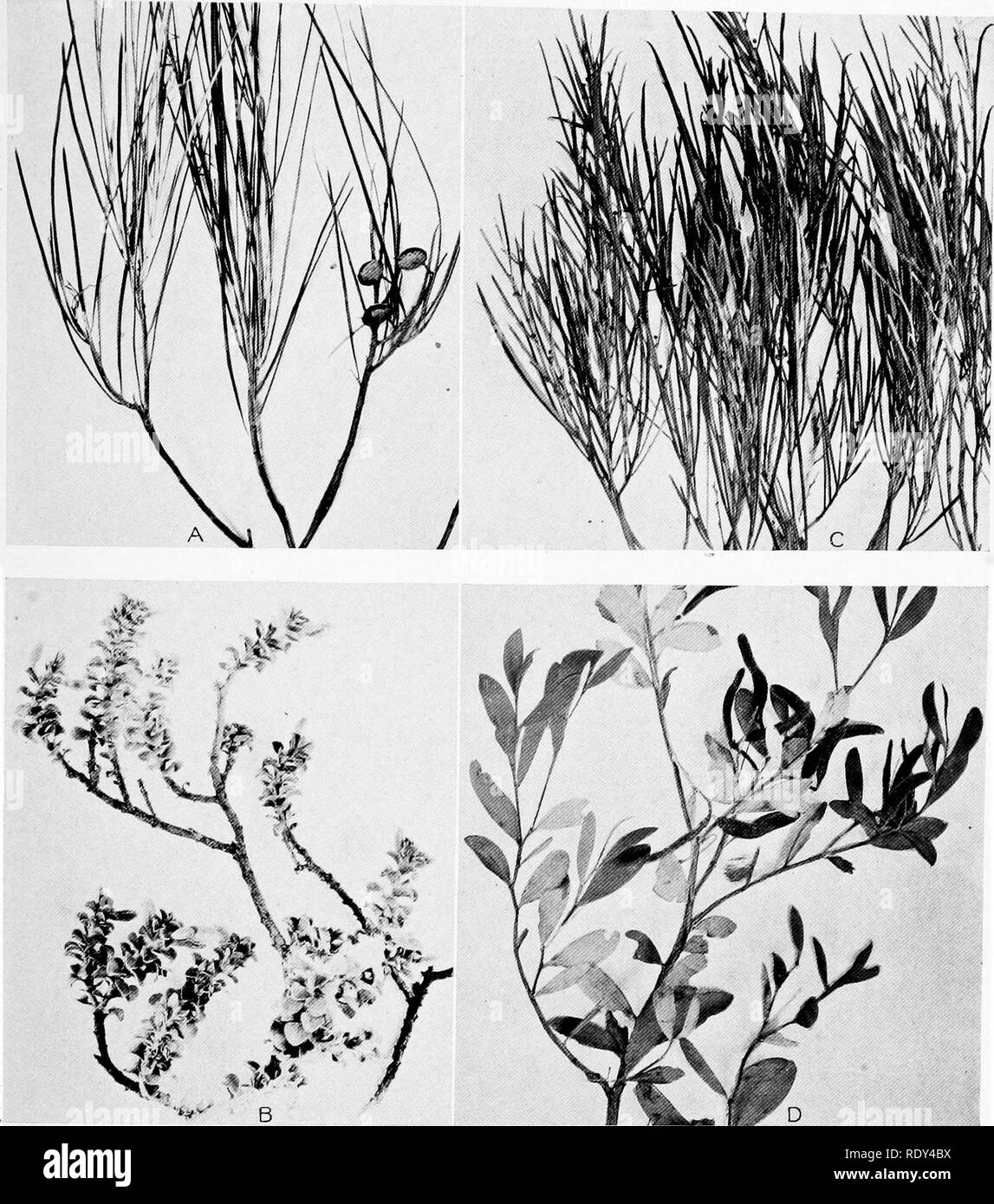 . Plant habits and habitats in the arid portions of South Australia. Plant ecology; Botany; Desert plants. CANNON PLATE 24. A. Gravillea stenobotrya shoot, showing leaves and fruits, from Station 408, near Ooldea. B. Leaf habit of Eremophila roiundifolia, Tarcoola. C. Tips of a branch of Acacia rigens, with phyllodia. D. A fruiting branch of Acacia iarculiensis, showing characteristic phyllodia. From type habitat, Tarcoola.. Please note that these images are extracted from scanned page images that may have been digitally enhanced for readability - coloration and appearance of these illustratio Stock Photo
