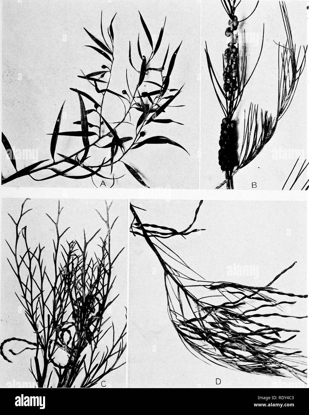 . Plant habits and habitats in the arid portions of South Australia. Plant ecology; Botany; Desert plants. CANNON PLATE 23. A. Pholidia santalina from mallee community on low ridge west of Quoin. B. Cdllistemon tereiifoliiis from ridge on Mount Arden road, Quorn. C. Aphyllous Acacia continua from low hills on the Pichi Richi road, west of Quorn. D. Tip of branch of Acacia calamifolia, in fruit, showing the linear phyllodia. From open Casuarina forest on the Melrose road, east of Quorn.. Please note that these images are extracted from scanned page images that may have been digitally enhanced f Stock Photo