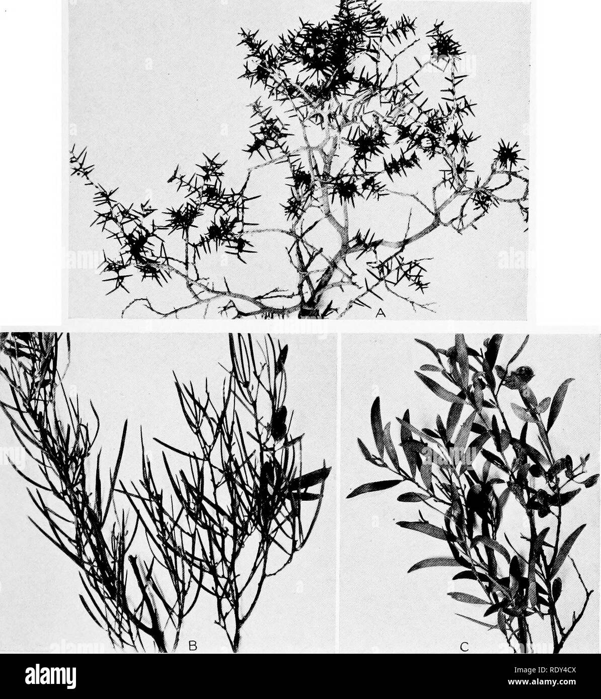 . Plant habits and habitats in the arid portions of South Australia. Plant ecology; Botany; Desert plants. CANNON PLATE 20. A. Detail of branch of Acacia coUetioides, showing spine-like phj'IIodia. Ooldea. B. Narrow &quot;leaf&quot; form of Acacia aneura, the mulga, at Ooldea. Young fruit is shown on one branch. C. Broad &quot;leaf&quot; form of Acacia aneura, the mulga, at Ooldea.. Please note that these images are extracted from scanned page images that may have been digitally enhanced for readability - coloration and appearance of these illustrations may not perfectly resemble the original  Stock Photo