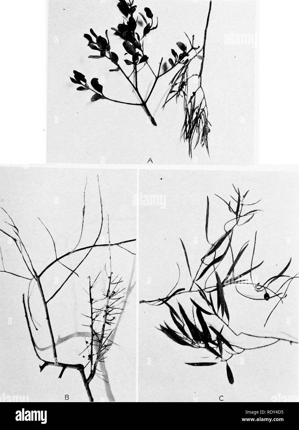 . Plant habits and habitats in the arid portions of South Australia. Plant ecology; Botany; Desert plants. CANNON PLATE 18. A. Loranthus guandang, mth oval leaves, and the narrow-leaved form of Acacia aneura, the &quot;mulga,&quot; its host. From Mount Series road, east of Copley. B. Loranthus linearifolius on Acacia tetragonophylla. The host is shown with chajacteristic spine-hke phyllodia. Copley. C. Loranthus excarpi, with leaves and fruit and shoot-tip of its host, Myoporum platycarpum. Copley.. Please note that these images are extracted from scanned page images that may have been digital Stock Photo