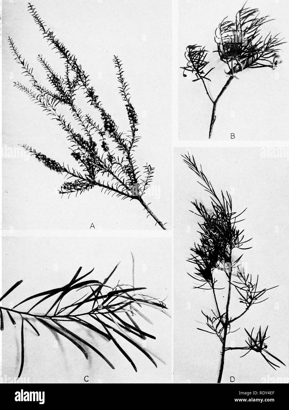 . Plant habits and habitats in the arid portions of South Australia. Plant ecology; Botany; Desert plants. CANNON PLATE 15. A. Shoot-tip showing leaves and fruits of Melaleuca parviflora, or &quot;black&quot; tea-tree, from Myrtle Springs road, Copley. B. Tip of shoot of Eremophila alternifolia with flowers and leaves, Copley. C. Leafy shoot of Acacia varians from a wash east of Copley. D. Melaleuca glomerata, or &quot;white&quot; tea-tree, from Leigh's Creek, Copley.. Please note that these images are extracted from scanned page images that may have been digitally enhanced for readability - c Stock Photo