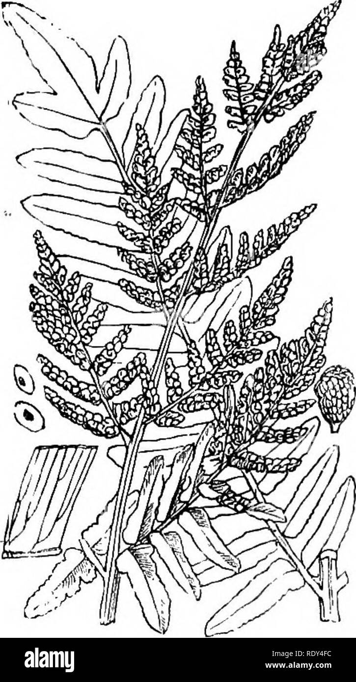 . Illustrations of the British flora: a series of wood engravings, with dissections, of British plants. Botany; Botany. 1269. Ophioglossum vulgatum.. Please note that these images are extracted from scanned page images that may have been digitally enhanced for readability - coloration and appearance of these illustrations may not perfectly resemble the original work.. Fitch, W. H. (Walter Hood), 1817-1892; Smith, Worthington George, 1835-1917; Bentham, George, 1800-1884. Handbook of the British flora. London, L. Reeve &amp; Co. Stock Photo