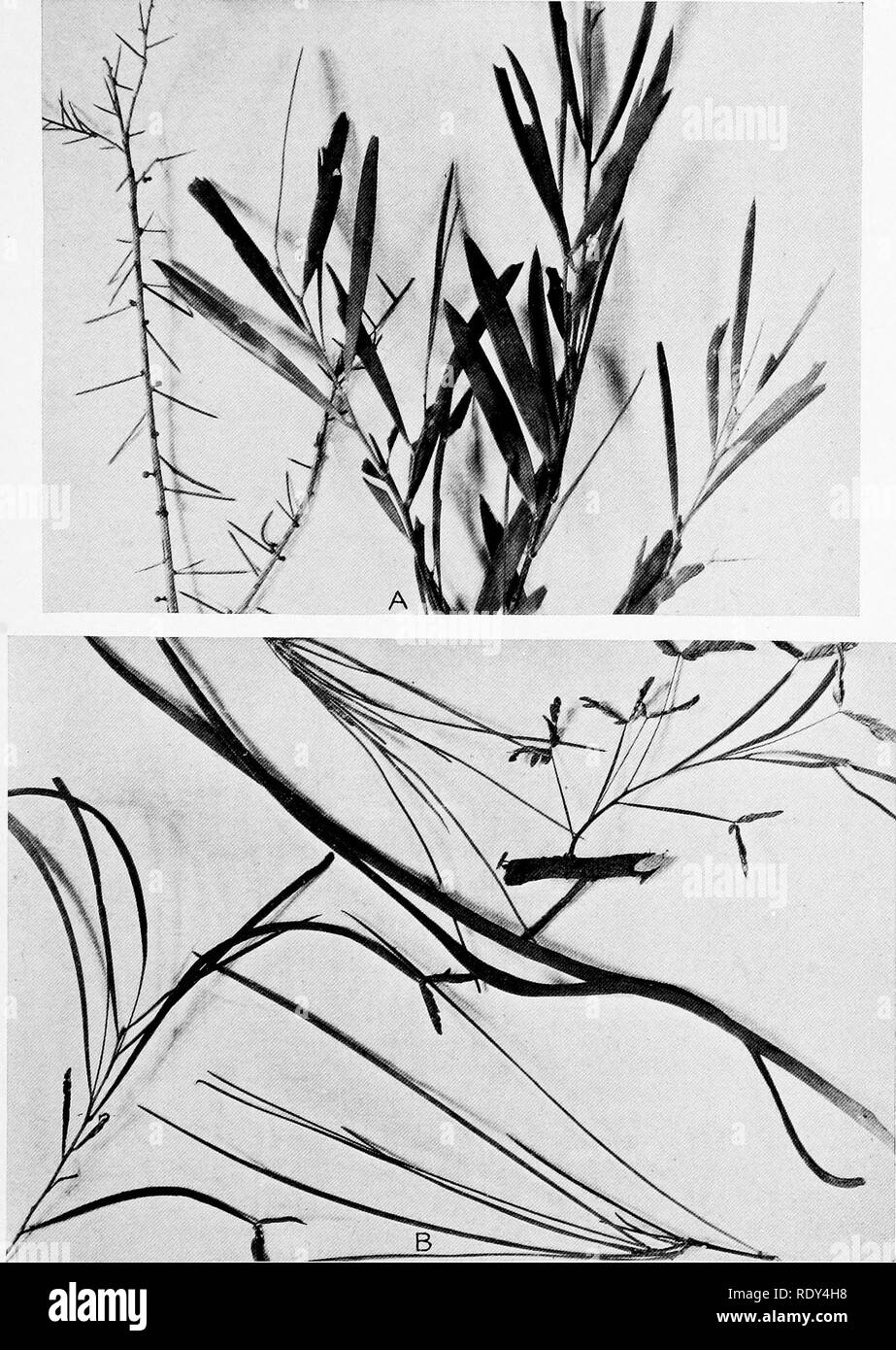 . Plant habits and habitats in the arid portions of South Australia. Plant ecology; Botany; Desert plants. CANNON PLATE 8. A. Shoot-tips and phyllodia of Acacia tetragonophylla, left, s,nd A:cambadgei, right, from Neales River, Oodnadatta. B. Leaves and phyllodia of Accuda stenophylla from Neales River, Oodnadatta.. Please note that these images are extracted from scanned page images that may have been digitally enhanced for readability - coloration and appearance of these illustrations may not perfectly resemble the original work.. Cannon, William Austin, 1870-. Washington, Carnegie Instituti Stock Photo