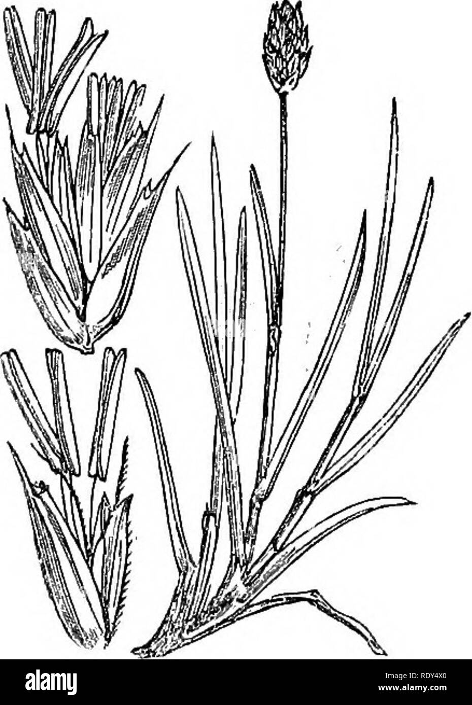 . Illustrations of the British flora: a series of wood engravings, with dissections, of British plants. Botany; Botany. 1249. Sesleria cserule^. 1248. Koeleria cristata.. Please note that these images are extracted from scanned page images that may have been digitally enhanced for readability - coloration and appearance of these illustrations may not perfectly resemble the original work.. Fitch, W. H. (Walter Hood), 1817-1892; Smith, Worthington George, 1835-1917; Bentham, George, 1800-1884. Handbook of the British flora. London, L. Reeve &amp; Co. Stock Photo