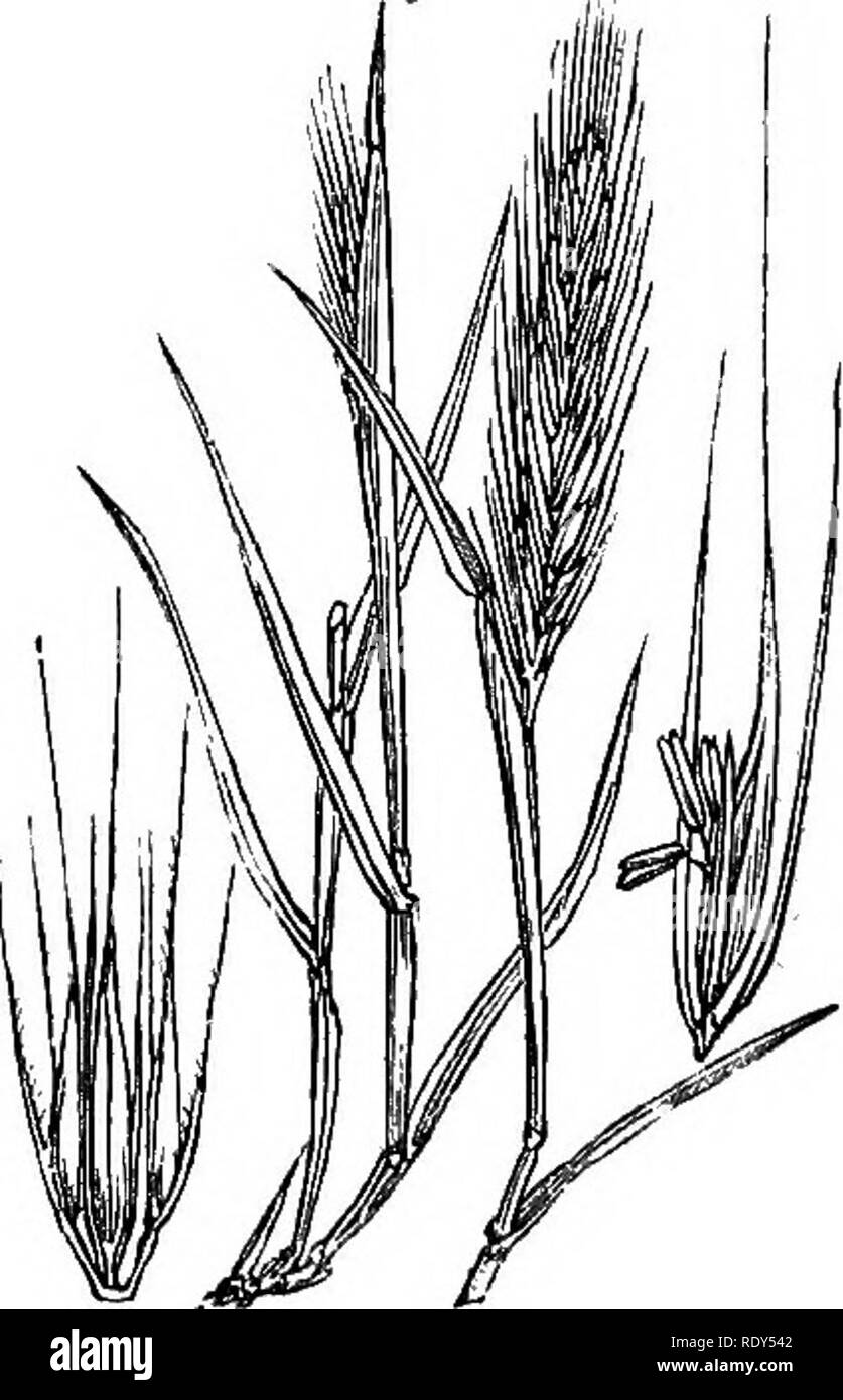 . Illustrations of the British flora: a series of wood engravings, with dissections, of British plants. Botany; Botany. 1202. Hordeum pratense. 1203. Hordeum murinum.. Please note that these images are extracted from scanned page images that may have been digitally enhanced for readability - coloration and appearance of these illustrations may not perfectly resemble the original work.. Fitch, W. H. (Walter Hood), 1817-1892; Smith, Worthington George, 1835-1917; Bentham, George, 1800-1884. Handbook of the British flora. London, L. Reeve &amp; Co. Stock Photo